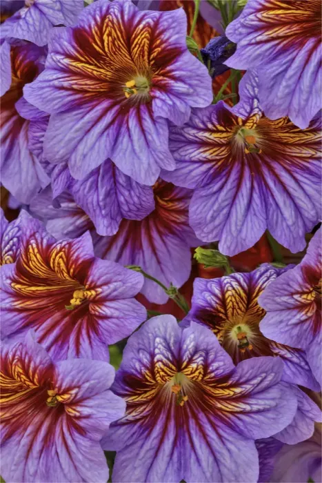 Framed Print : Painted tongue in Longwood Gardens Conservatory, Pennsylvania