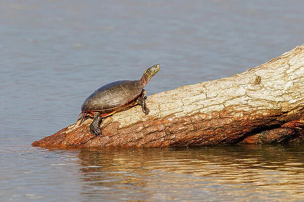 Painted Turtle on log in wetland, Marion County, Illinois