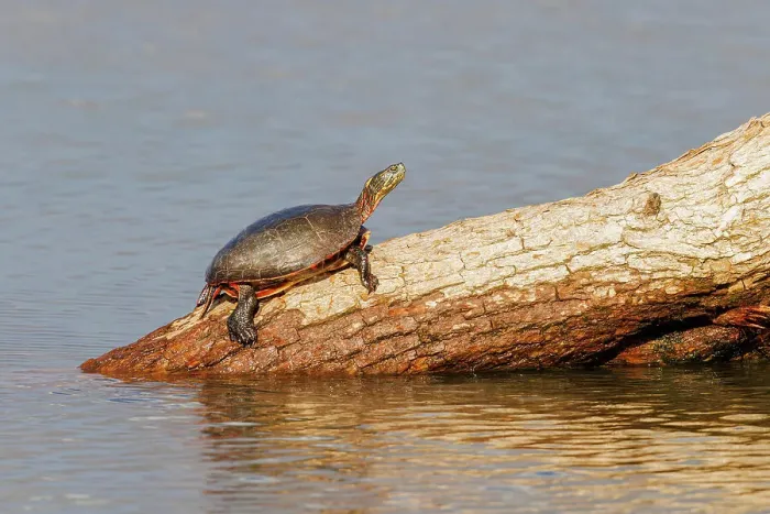 Framed Print : Painted Turtle on log in wetland, Marion County, Illinois Framed Print : Painted Turtle on log in wetland, Marion County, Illinois