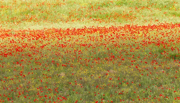A painterly effect on a photograph of poppies in an Italian meadow