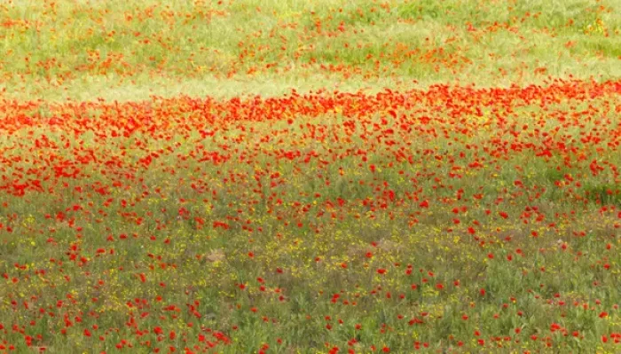 Framed Print : A painterly effect on a photograph of poppies in an Italian meadow