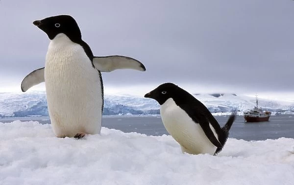 Pair Adelie penguins Antarctica