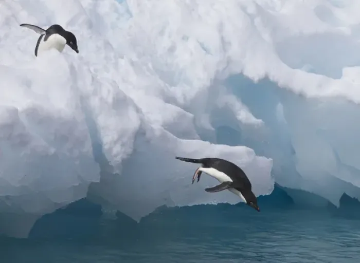 Framed Print : A pair of adelie penguins leap off the edge of the iceberg they were resting Framed Print : A pair of adelie penguins leap off the edge of the iceberg they were resting