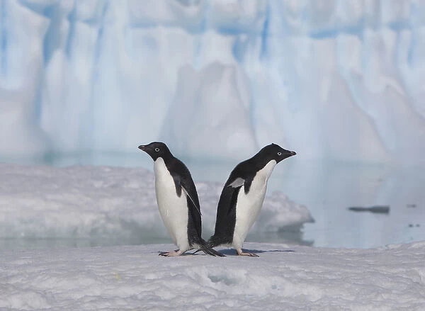 A pair of adelie penguins loaf on sea ice near their colony on Devil Island