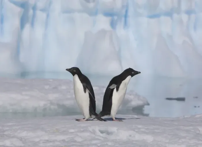 Framed Print : A pair of adelie penguins loaf on sea ice near their colony on Devil Island Framed Print : A pair of adelie penguins loaf on sea ice near their colony on Devil Island