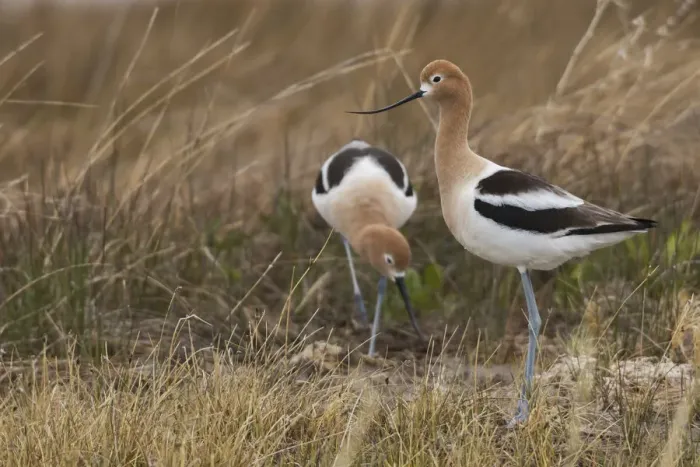 Framed Print : Pair of American avocet Framed Print : Pair of American avocet