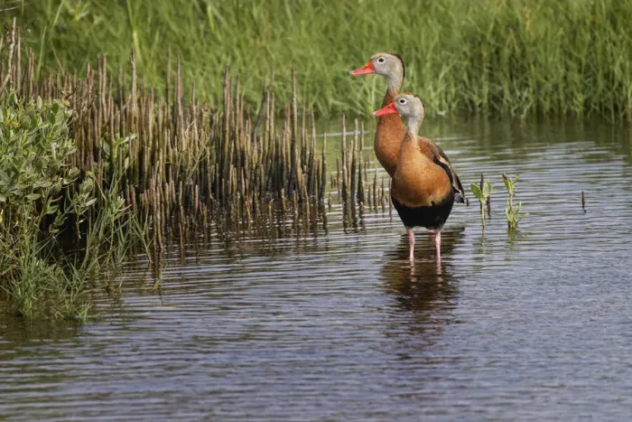 Framed Print : Pair of Black-bellied whistling ducks, South Padre Island Framed Print : Pair of Black-bellied whistling ducks, South Padre Island