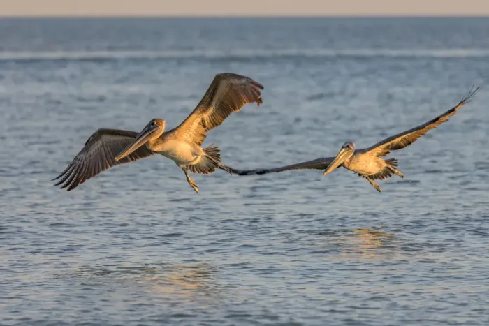 Framed Print : Pair of brown pelicans in flight along Sanibel Island in Florida, USA Framed Print : Pair of brown pelicans in flight along Sanibel Island in Florida, USA