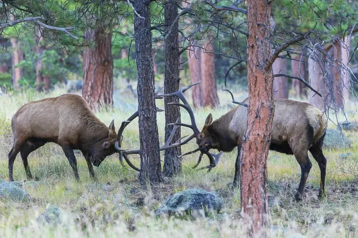Framed Print : Pair of bull elk fight among the Ponderosa pines for control of the cow elk herd, Colorado Rockies Framed Print : Pair of bull elk fight among the Ponderosa pines for control of the cow elk herd, Colorado Rockies