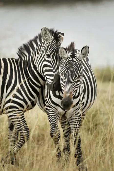 Framed Print : Pair of Burchellas Zebras nuzzling up to each other, Masai Mara, Kenya, Africa, Equus Framed Print : Pair of Burchellas Zebras nuzzling up to each other, Masai Mara, Kenya, Africa, Equus