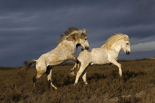 Pair of Camargue horse stallions fighting, southern France