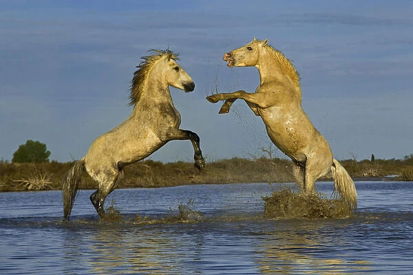 Pair of Camargue Horse stallions fighting in upright position, Camargue region of