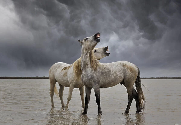 Pair of Camargue horse stallions, southern France
