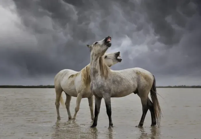 Framed Print : Pair of Camargue horse stallions, southern France