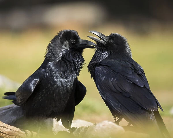 Pair of Common Ravens, Corvus corax, West Yellowstone, Montana, wild