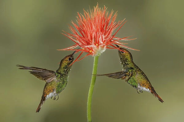 Pair of Coppery Headed Emerald hummingbirds feeding on flower, Costa Rica