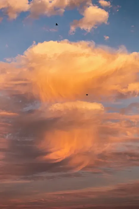 Framed Print : A pair of crows ride the wind as the south Florida sun sets, bringing pink and orange color to the clouds Framed Print : A pair of crows ride the wind as the south Florida sun sets, bringing pink and orange color to the clouds