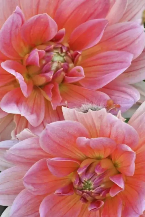 Framed Print : Pair of Dahlia flowers, Dahlia spp. Rockport, Maine