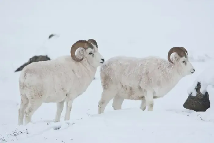 Framed Print : A pair of dall sheep rams look up from grazing on frozen grasses and sedges under Framed Print : A pair of dall sheep rams look up from grazing on frozen grasses and sedges under