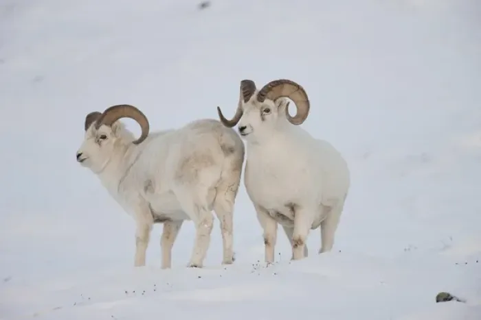 Framed Print : A pair of dall sheep rams survey each other during the fall mating season or rut