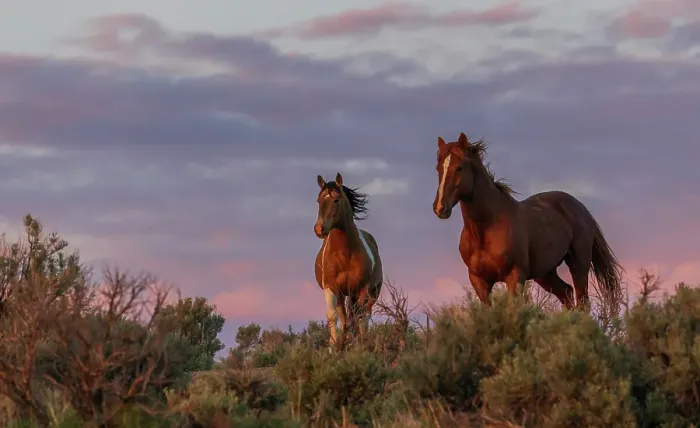 Framed Print : Pair of dominate stallions confront each other at dusk Framed Print : Pair of dominate stallions confront each other at dusk