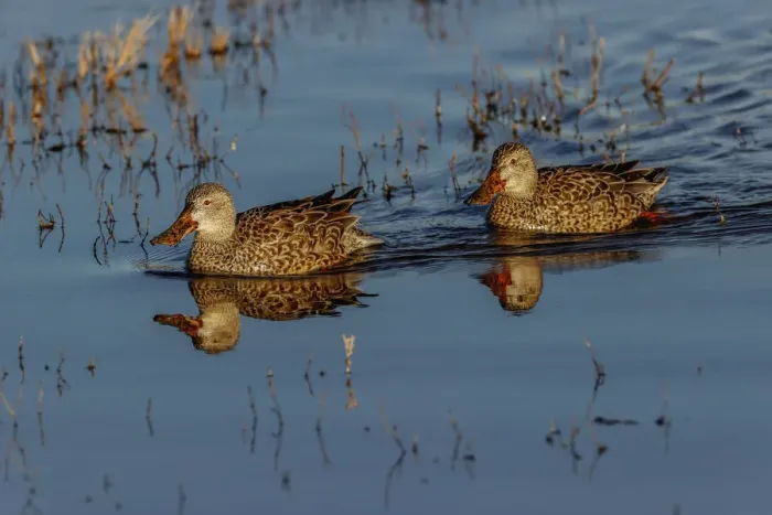 Framed Print : Pair of female Northern shovelers. Bosque del Apache National Wildlife Refuge, New Mexico Framed Print : Pair of female Northern shovelers. Bosque del Apache National Wildlife Refuge, New Mexico