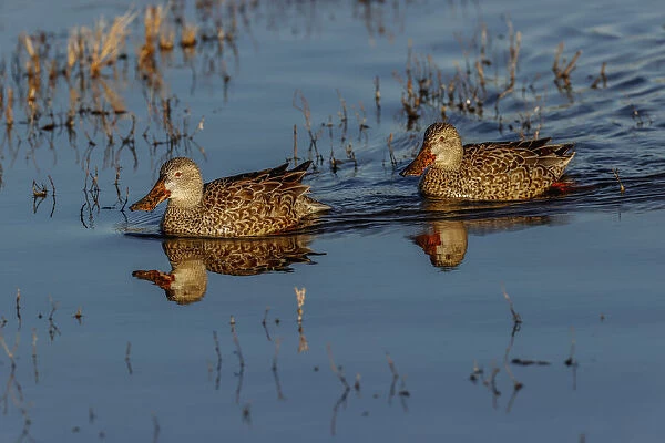Pair of female Northern shovelers. Bosque del Apache National Wildlife Refuge, New Mexico