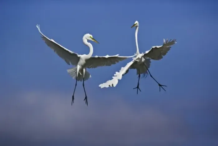 Framed Print : Pair of Great Egrets in breeding plumage fighting over nesting area, Casmerodius albus Framed Print : Pair of Great Egrets in breeding plumage fighting over nesting area, Casmerodius albus
