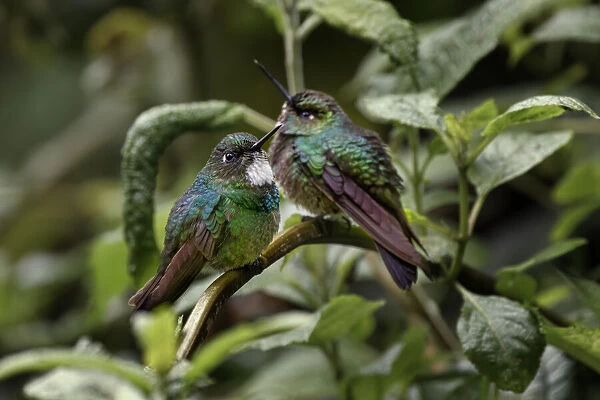 Pair of Green-crowned brilliant, Ecuador
