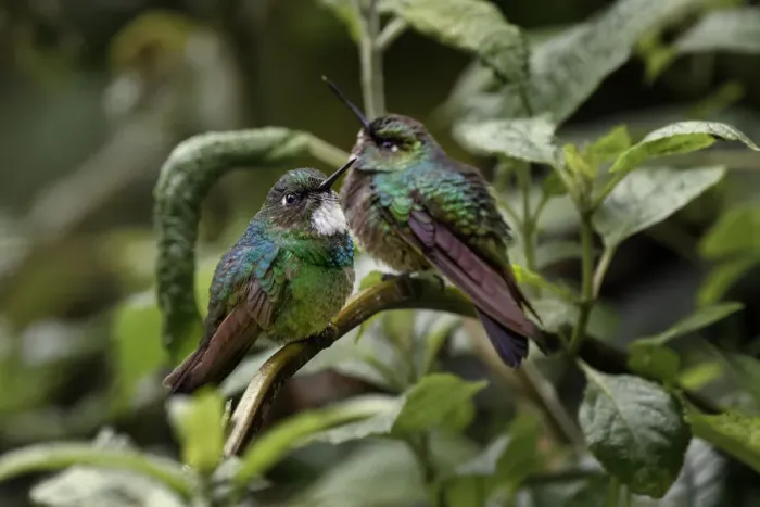 Framed Print : Pair of Green-crowned brilliant, Ecuador Framed Print : Pair of Green-crowned brilliant, Ecuador