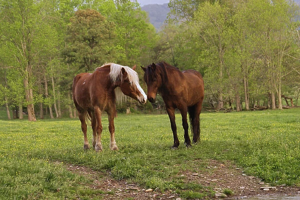 Pair of horses, Cades Cove, Great Smoky Mountains N. P. TN Pair of horses