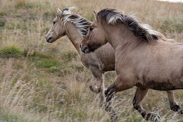 Pair of Icelandic horses run through a nearby field