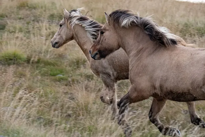 Framed Print : Pair of Icelandic horses run through a nearby field Framed Print : Pair of Icelandic horses run through a nearby field