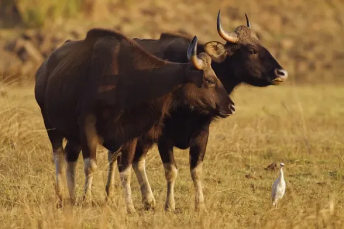 Framed Print : Pair of Indian Gaur, Tadoba Andheri Tiger Reserve, India