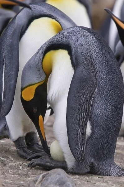 A pair of King penguins perform an egg exchange in the largest king penguin colony