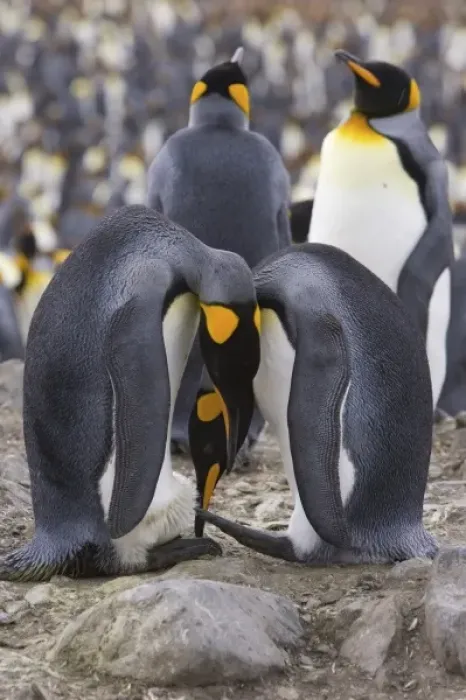 Framed Print : A pair of King penguins perform an egg exchange in the largest king penguin colony Framed Print : A pair of King penguins perform an egg exchange in the largest king penguin colony