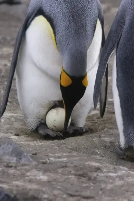 Framed Print : A pair of King penguins perform an egg exchange in the largest king penguin colony