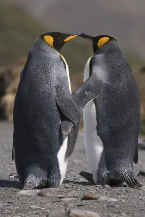 Framed Print : A pair of king penguins seal their pair bond as part of their mating ritual Framed Print : A pair of king penguins seal their pair bond as part of their mating ritual