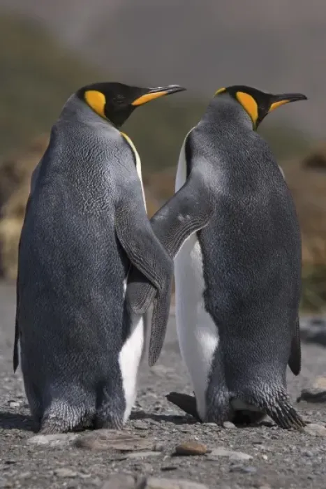 Framed Print : A pair of king penguins seal their pair bond as part of their mating ritual Framed Print : A pair of king penguins seal their pair bond as part of their mating ritual