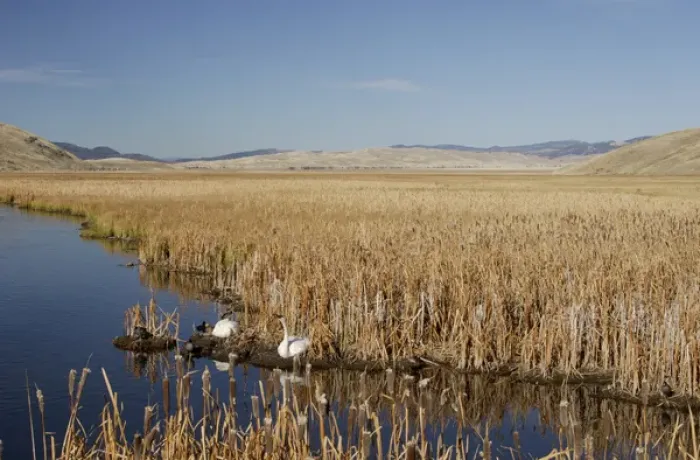 Framed Print : pair at lake, National Elk Refuge, Wyoming, September 2005