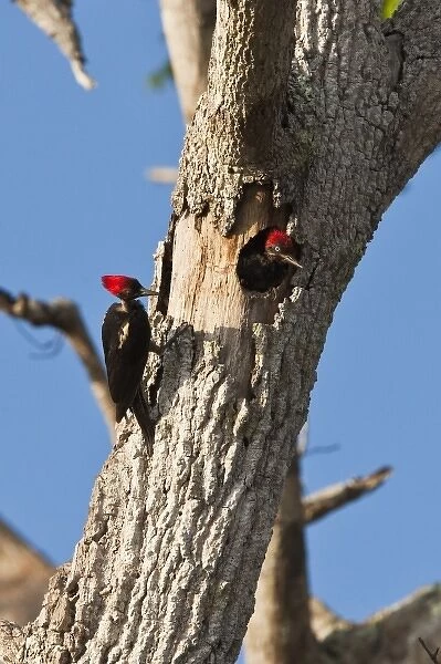 A pair of Lineated Woodpeckers (Dryocopus lineatus) in the morning sun. Osa Peninsula
