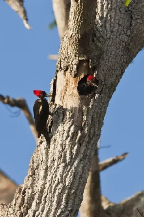 Framed Print : A pair of Lineated Woodpeckers (Dryocopus lineatus) in the morning sun. Osa Peninsula