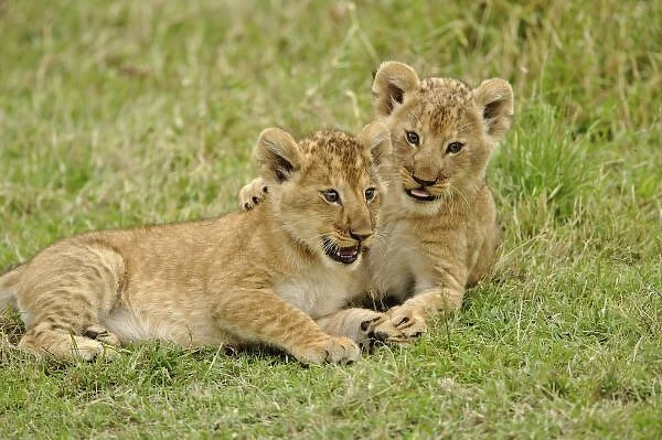 Pair of lion cubs