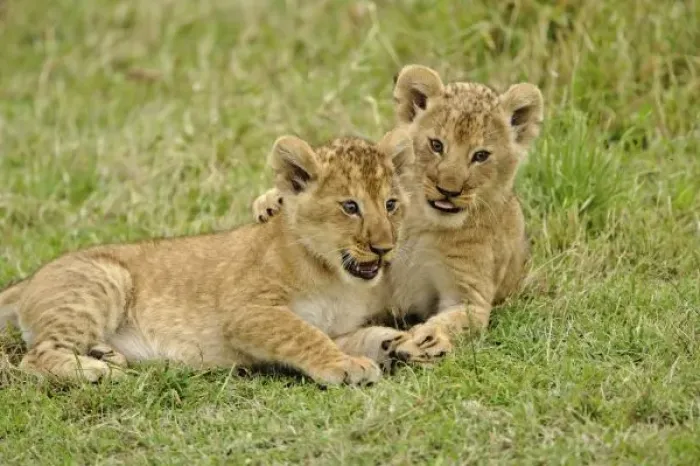 Framed Print : Pair of lion cubs