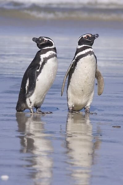 A pair of magellanic penguins rest together on the beach after returning from feeding