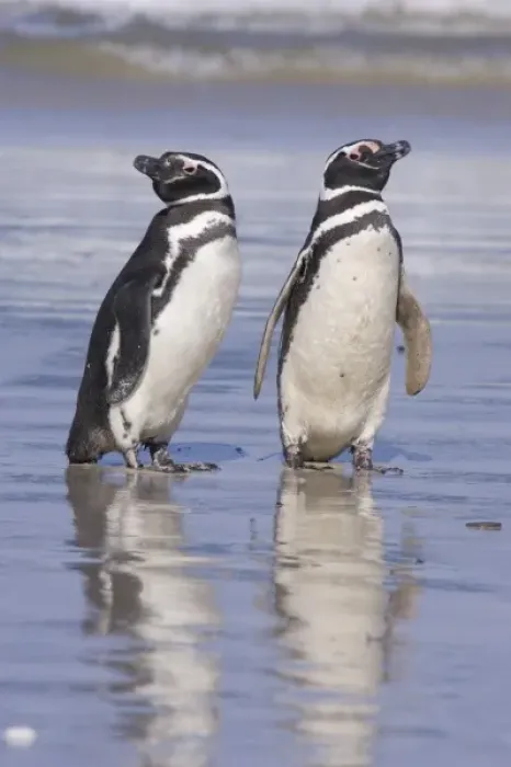 Framed Print : A pair of magellanic penguins rest together on the beach after returning from feeding Framed Print : A pair of magellanic penguins rest together on the beach after returning from feeding