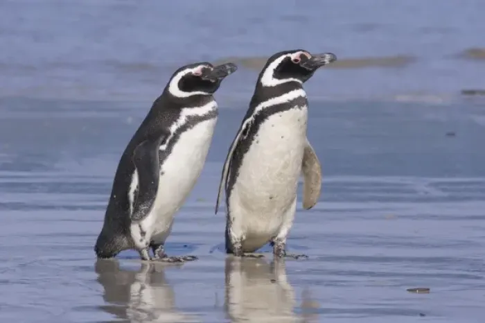 Framed Print : A pair of magellanic penguins rest together on the beach after returning from feeding