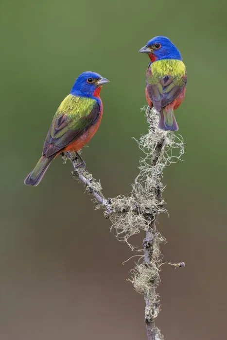 Framed Print : Pair of male Painted buntings. Rio Grande Valley, Texas Framed Print : Pair of male Painted buntings. Rio Grande Valley, Texas