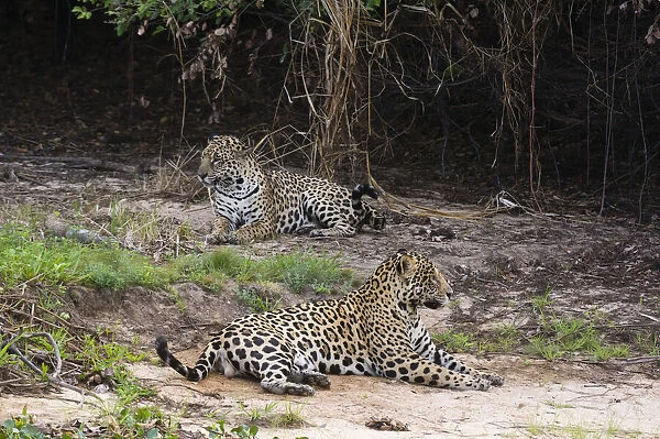 A pair of mating jaguars, Panthera onca, resting on the beach