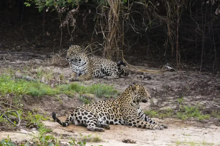 Framed Print : A pair of mating jaguars, Panthera onca, resting on the beach Framed Print : A pair of mating jaguars, Panthera onca, resting on the beach